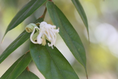 Pterospermum rubiginosum